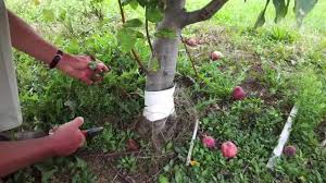چگونه و چه زمانی پاجوش های درخت میوه را جدا کنیم؟